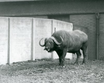 Byk bawoli przylądkowy/afrykański stojący na gołej ziemi, obok betonowej ściany wybiegu w londyńskim zoo w 1928 r. (zdjęcie czarno-białe) autorstwa Frederick William Bond