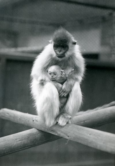 Langur czapkowany trzymający dziecko siedząc na belce. Londyńskie Zoo, 6 października 1913 r. autorstwa Frederick William Bond