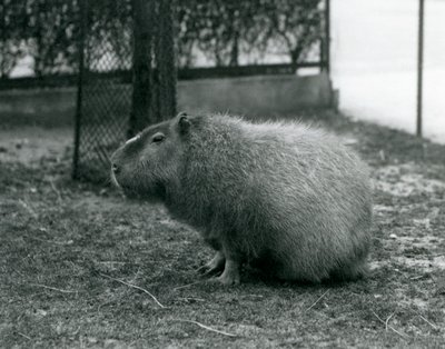 Kapibara siedząca w swoim wybiegu w londyńskim zoo w czerwcu 1927 r. autorstwa Frederick William Bond