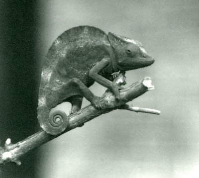 Kameleon trzymający się końca gałęzi, londyńskie zoo, 1927 autorstwa Frederick William Bond