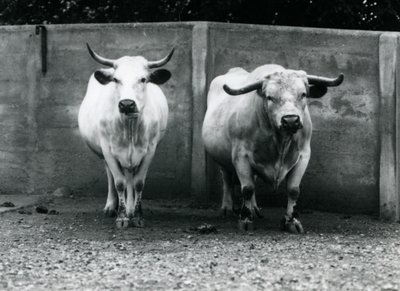 Chartley Bull and Cow w londyńskim zoo, lipiec 1924 autorstwa Frederick William Bond