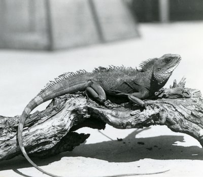 Chiński / azjatycki / tajski / zielony smok wodny spoczywający na kłodzie w londyńskim zoo w 1928 r. (zdjęcie czarno-białe) autorstwa Frederick William Bond