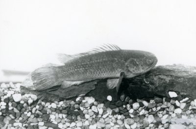 Okoń wspinaczkowy spoczywający na skałach i żwirze na dnie zbiornika, w wodzie w londyńskim zoo we wrześniu 1928 r. autorstwa Frederick William Bond