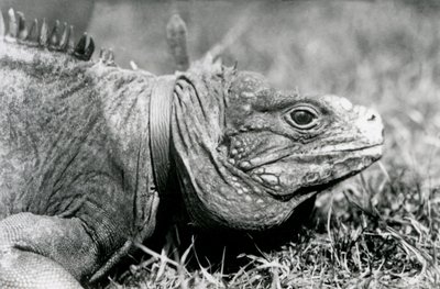 Iguana Methuselah w chmurach skalnych, w obroży, spacerująca po trawniku w londyńskim zoo, lipiec 1924 autorstwa Frederick William Bond