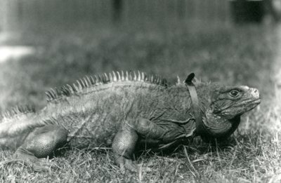 Iguana Clouded Rock w obroży, spacerująca po trawniku w londyńskim zoo, lipiec 1924 autorstwa Frederick William Bond
