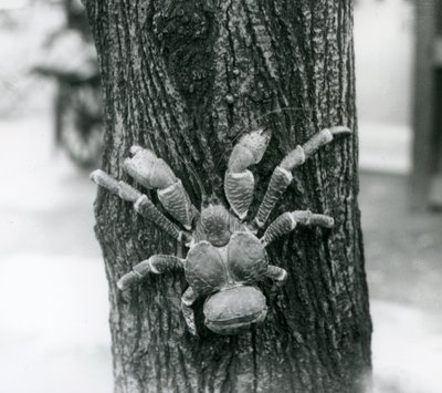 Krab kokosowy wspinający się na drzewo, londyńskie zoo, 1927 autorstwa Frederick William Bond