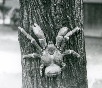 Krab Kokosowy, lub Krab Rozbójnik, wspinający się na drzewo, Londyńskie Zoo, lipiec 1927 autorstwa Frederick William Bond