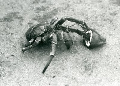 Orzech kokosowy lub krab rabusi karmiący się kokosem, londyńskie zoo, lipiec 1927 r. autorstwa Frederick William Bond