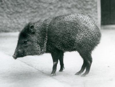 Pekary z kołnierzykiem w londyńskim zoo, 1927 autorstwa Frederick William Bond