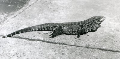 Zwykłe ZłotoZłotoCzarnyKolumbijski Tegu lub Jaszczurka Tygrysa w londyńskim zoo w sierpniu 1926 r. autorstwa Frederick William Bond