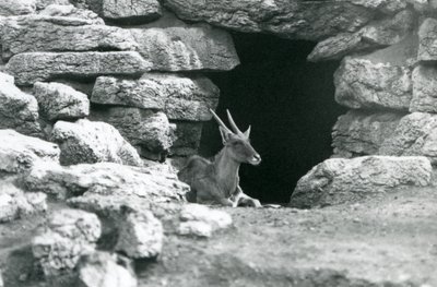 Common Eland odpoczywający w wejściu do swojego schronienia wśród skał na wybiegu Eland/Antelope Paddock, londyńskie zoo w 1929 roku (zdjęcie czarno-białe) autorstwa Frederick William Bond