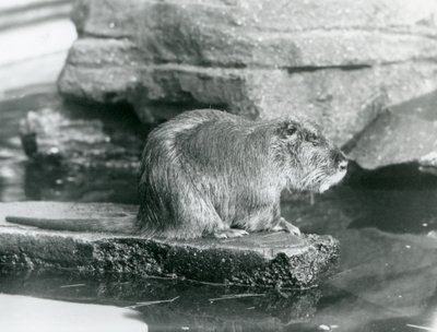 Nutria siedząca na skalistej półce w basenie w swoim wybiegu w londyńskim zoo, luty 1928 (zdjęcie czarno-białe) autorstwa Frederick William Bond
