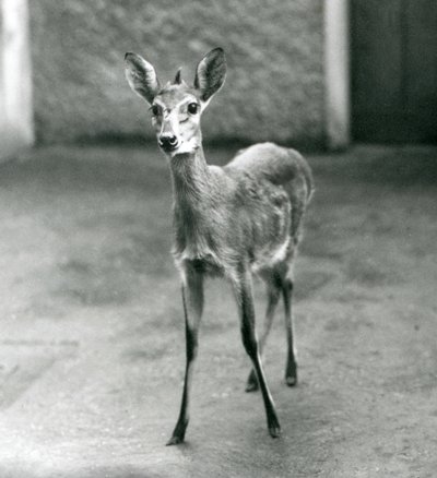 Koronowany SahelDuiker z zachodniej Afryki w londyńskim zoo w sierpniu 1927 r autorstwa Frederick William Bond