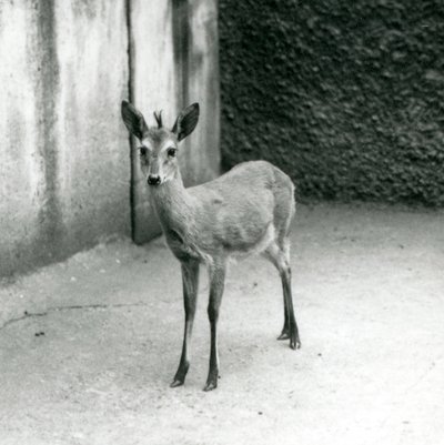 Koronowany SahelDuiker z zachodniej Afryki w londyńskim zoo w sierpniu 1927 r autorstwa Frederick William Bond