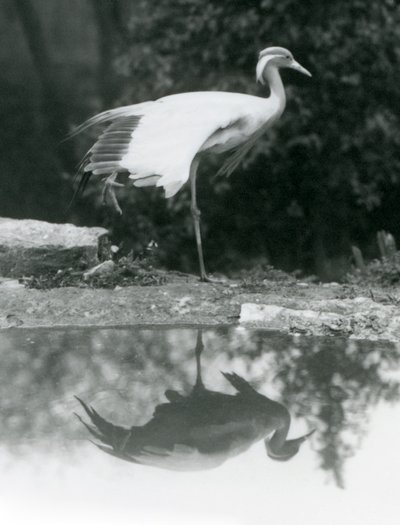 Demoiselle Crane stojący na jednej nodze, z lustrzanym odbiciem w basenie poniżej, londyńskie zoo autorstwa Frederick William Bond