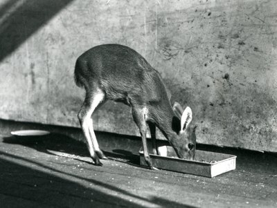 Duiker karmiący się z tacy na ziemi, londyńskie zoo, lipiec 1925 autorstwa Frederick William Bond