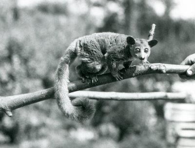 Galago idący wzdłuż gałęzi, którą trzyma dozorca, londyńskie zoo autorstwa Frederick William Bond