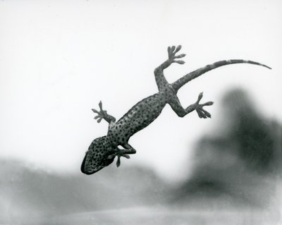 Gekon widziany od dołu, gdy wspina się po szkle, pokazując swoje wyspecjalizowane poduszki na stopy, londyńskie zoo, sierpień 1928 (zdjęcie czarno-białe) autorstwa Frederick William Bond