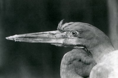 Czapla Goliata w londyńskim zoo w 1924 r. autorstwa Frederick William Bond