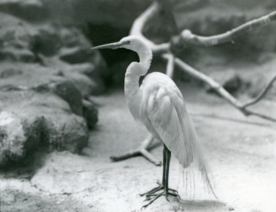 Czapla pospolita lub czapla biała w upierzeniu hodowlanym, stojąca na podłodze swojego wybiegu w londyńskim zoo w czerwcu 1928 r. autorstwa Frederick William Bond