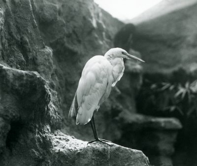 Czapla zwyczajna lub czapla biała stojąca na skale w londyńskim zoo we wrześniu 1927 r. autorstwa Frederick William Bond