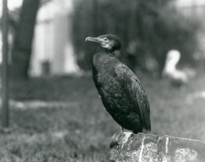 Kormoran wielki w londyńskim zoo we wrześniu 1927 r. autorstwa Frederick William Bond