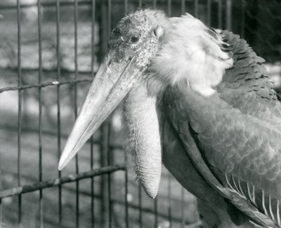 Greater Adiutant Stork w londyńskim zoo w lipcu 1925 r. autorstwa Frederick William Bond