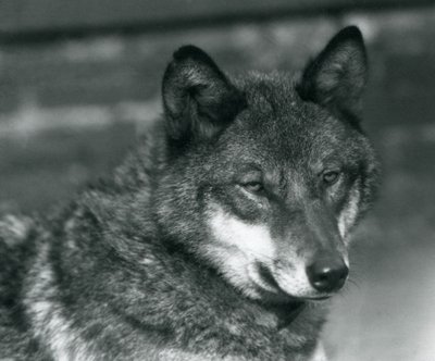Wilk szary w londyńskim zoo, 1925 autorstwa Frederick William Bond
