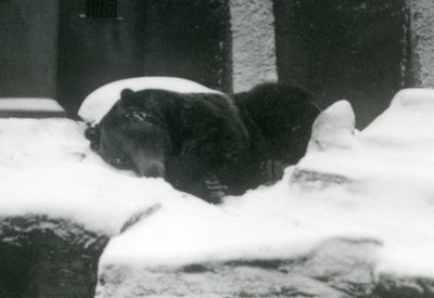 Niedźwiedź grizzly śpiący na śniegu, londyńskie zoo, 1924 autorstwa Frederick William Bond