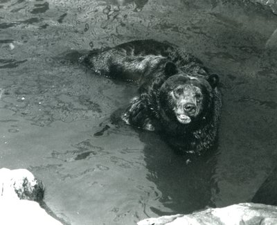 Niedźwiedź grizzly kąpie się w basenie w londyńskim zoo w 1924 r. autorstwa Frederick William Bond