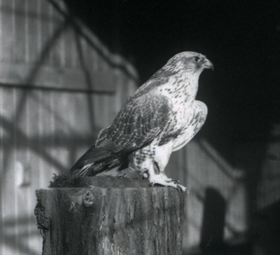 Sokół odpoczywający na kłodzie, londyńskie zoo, grudzień 1925 autorstwa Frederick William Bond