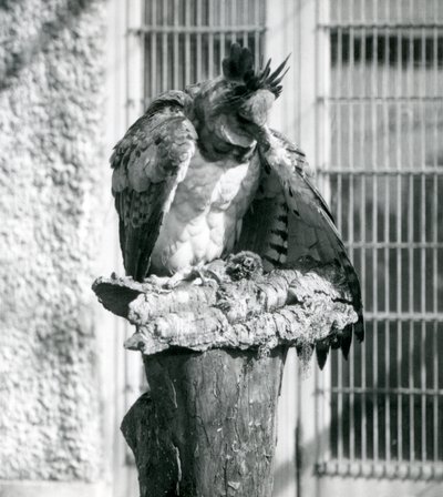 Harpia Eagle w londyńskim zoo, kwiecień 1914 autorstwa Frederick William Bond