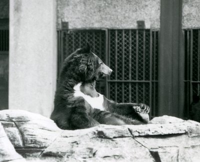 Himalajski czarny niedźwiedź siedzący na skałach, trzymający się za palce, londyńskie zoo autorstwa Frederick William Bond