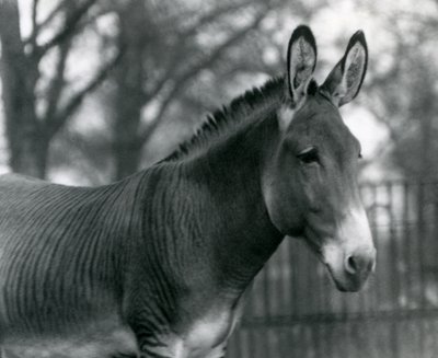 Hybrydowa zebra w londyńskim zoo w lipcu 1924 r. autorstwa Frederick William Bond
