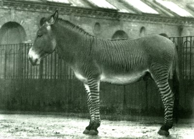 Hybrydowa zebra w swoim wybiegu w londyńskim zoo, 1924 (zdjęcie bw) autorstwa Frederick William Bond