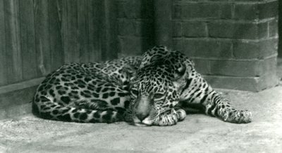 Jaguar odpoczywający w londyńskim zoo w czerwcu 1924 r. autorstwa Frederick William Bond