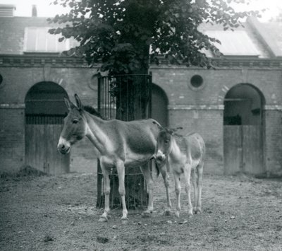 Tybetański dziki osioł KiangKhyangGorkhar i jej źrebię stojące pod drzewem na ich padoku, londyńskie zoo, sierpień 1927 autorstwa Frederick William Bond