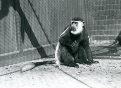 Czarno-biała małpa Colobus Kikuyu siedząca na wybiegu w londyńskim zoo w lipcu 1925 r. autorstwa Frederick William Bond