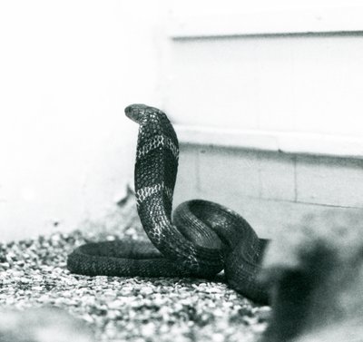 Hamadriada z kobry królewskiej w londyńskim zoo, październik 1925 r. autorstwa Frederick William Bond