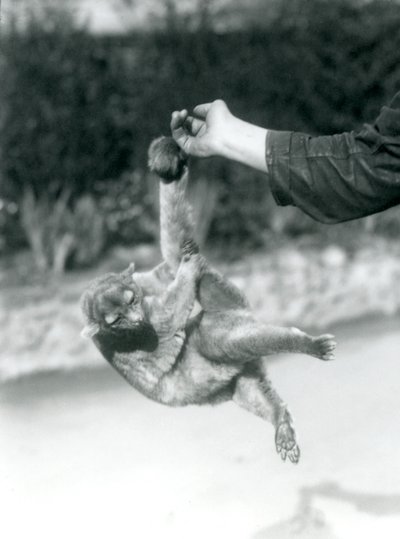 Kinkajou zawieszony na palcu opiekuna za chwytny ogon, londyńskie zoo, wrzesień 1925 autorstwa Frederick William Bond