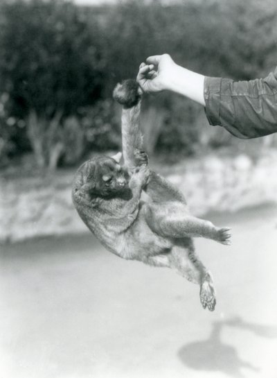 Kinkajou zawieszony na palcu opiekuna za chwytny ogon, londyńskie zoo, wrzesień 1925 autorstwa Frederick William Bond