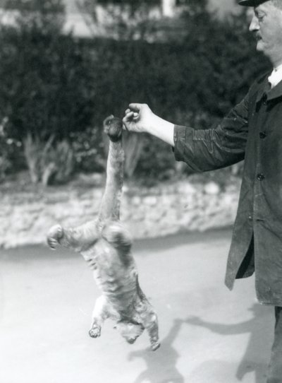 Kinkajou zawieszony do góry nogami, na palcu opiekuna, za chwytny ogon, londyńskie zoo, wrzesień 1925 autorstwa Frederick William Bond