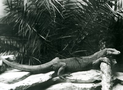 Komodo DragonMonitor opierający szyję i przednie nogi o kłodę w londyńskim zoo w czerwcu 1927 r. autorstwa Frederick William Bond