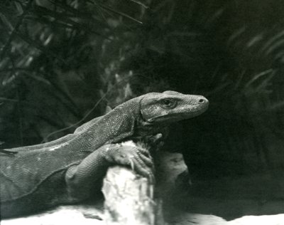 Smok z KomodoMonitor opierający szyję i przednie kończyny o kłodę w londyńskim zoo w czerwcu 1927 r. autorstwa Frederick William Bond