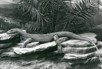 Waran z Komodo spoczywający na skalistej ścianie w londyńskim zoo w 1927 r. autorstwa Frederick William Bond