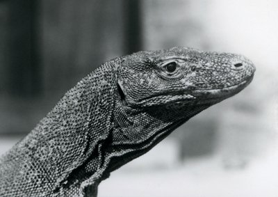 Smok z Komodo w londyńskim zoo w sierpniu 1928 r. (zdjęcie czarno-białe) autorstwa Frederick William Bond