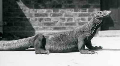 Smok z Komodo w londyńskim zoo w sierpniu 1928 r. (zdjęcie czarno-białe) autorstwa Frederick William Bond