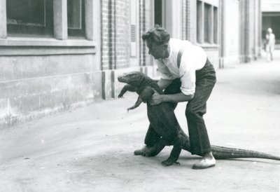 Waran z Komodo trzymany na tylnych łapach przez opiekuna w londyńskim zoo w sierpniu 1928 r. (zdjęcie czarno-białe) autorstwa Frederick William Bond