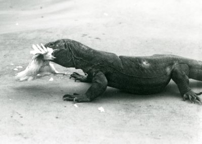 Smok z Komodo je kurczaka, londyńskie zoo autorstwa Frederick William Bond