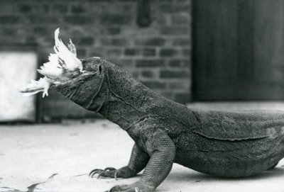 Waran z Komodo jedzący kurczaka w londyńskim zoo w sierpniu 1928 r. (zdjęcie czarno-białe) autorstwa Frederick William Bond